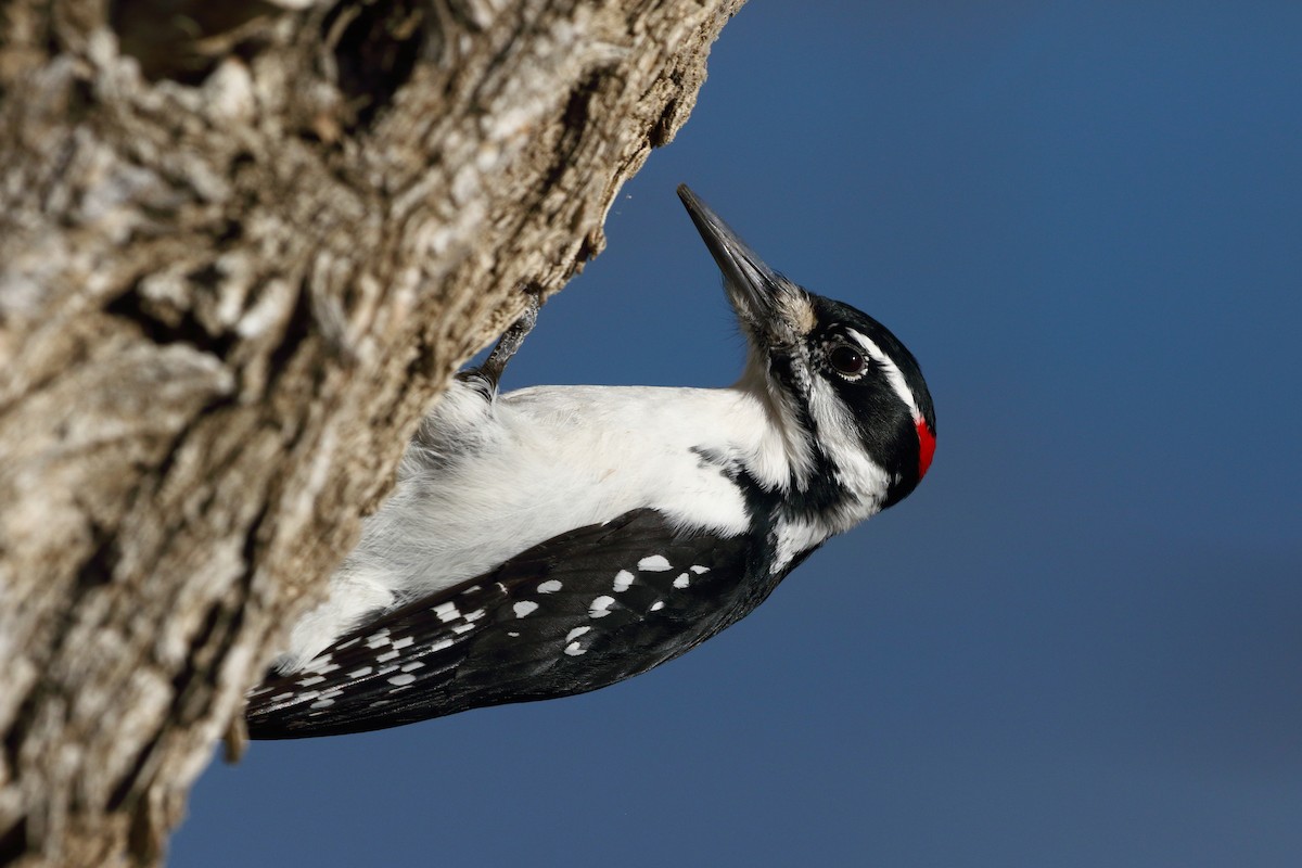 Hairy Woodpecker - Dan Schiebelbein