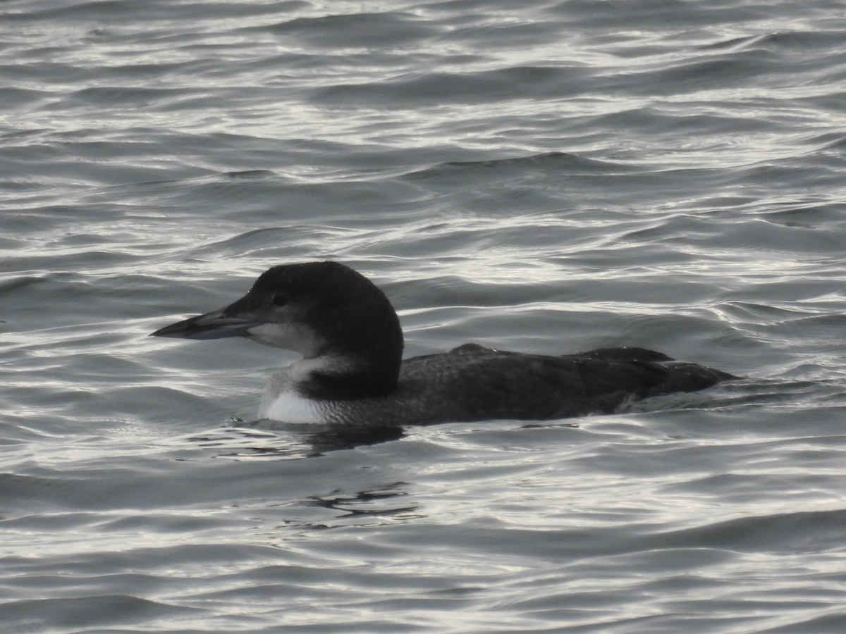 Common Loon - ML611818544