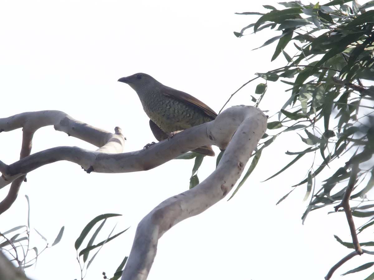 Satin Bowerbird - ML611818545