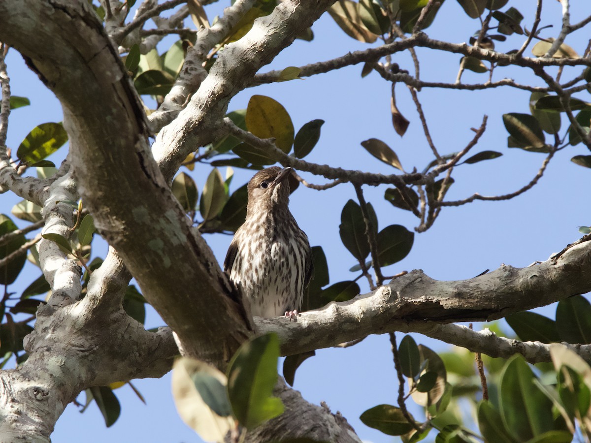 Australasian Figbird - ML611818561