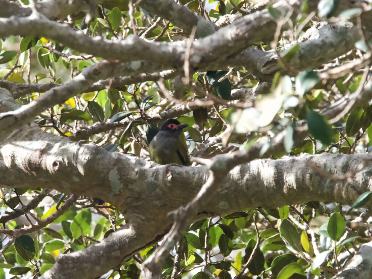 Australasian Figbird - ML611818564