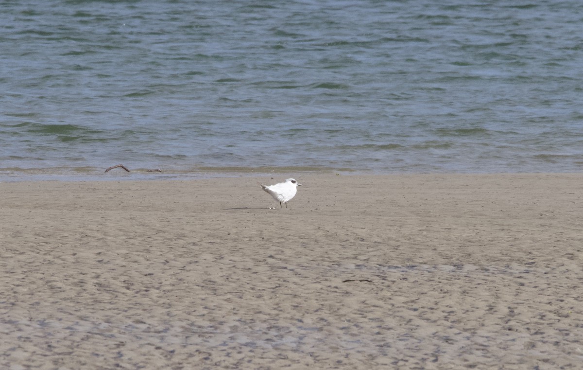 Australian Tern - ML611818577