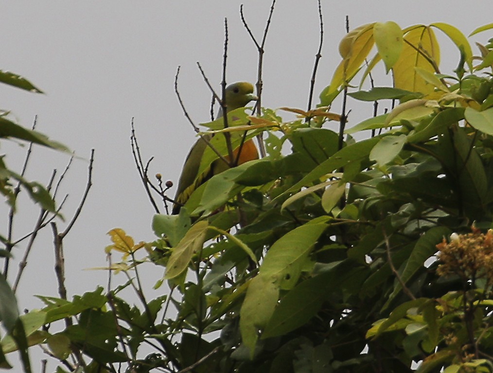 Orange-breasted Green-Pigeon - ML611818627