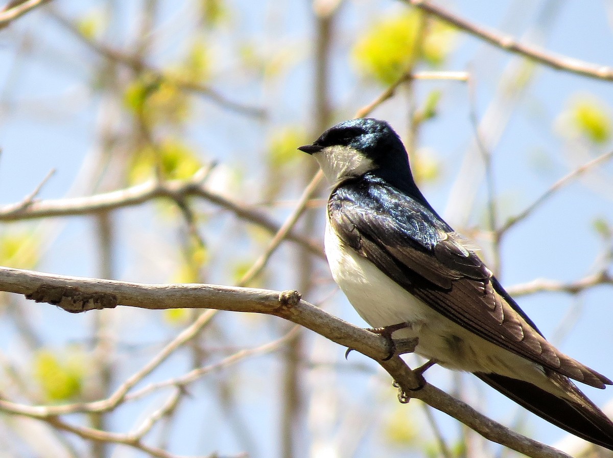 Tree Swallow - ML611818665