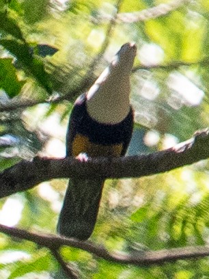 Black-backed Fruit-Dove - José Teixeira