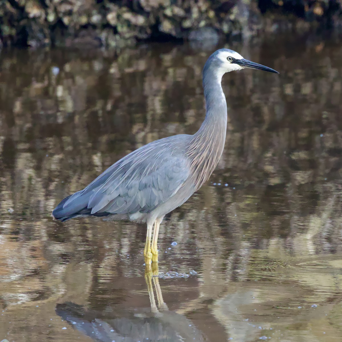 White-faced Heron - ML611818717