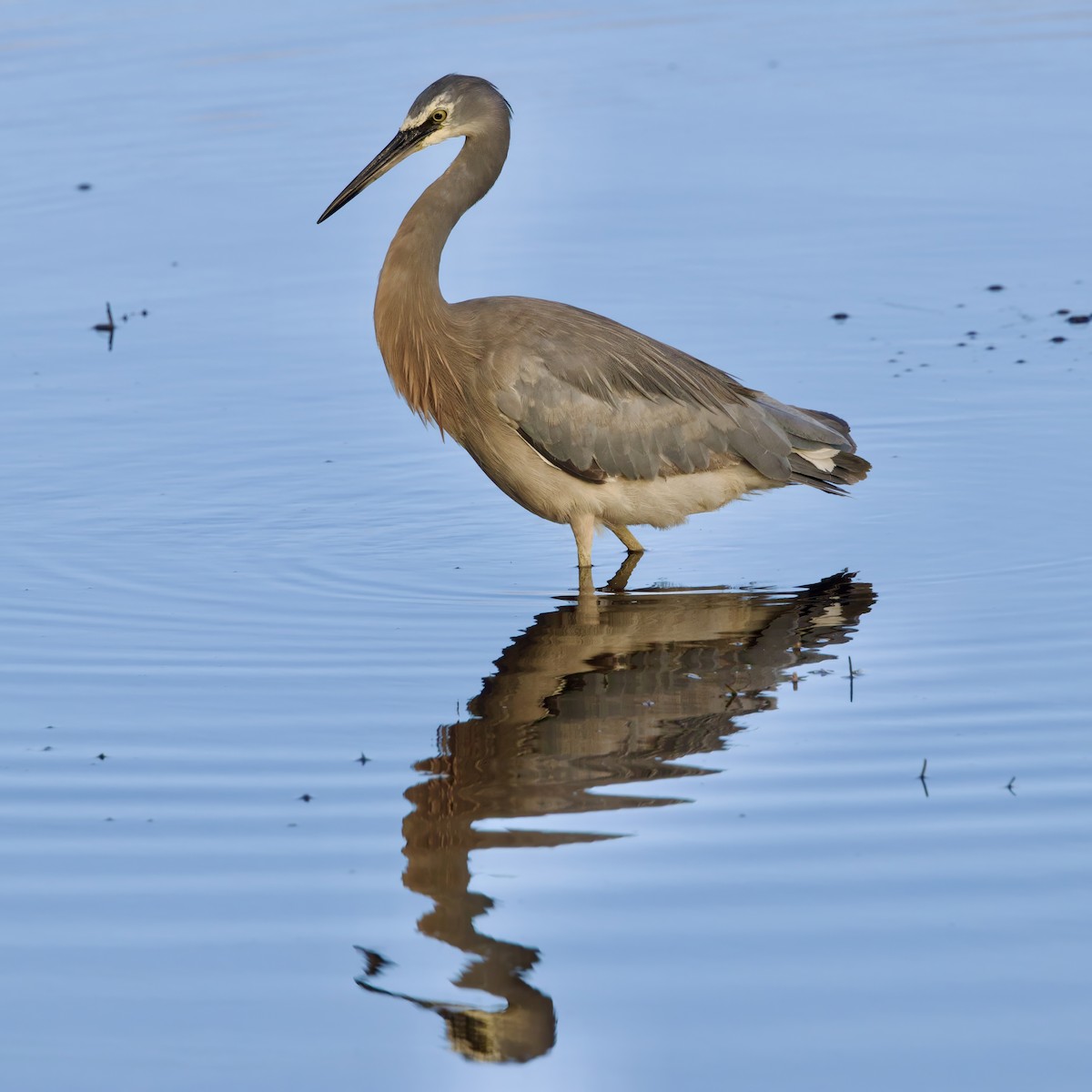 White-faced Heron - ML611818718