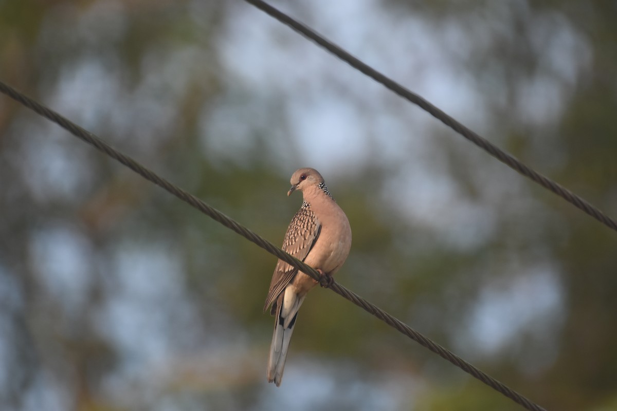 Spotted Dove - ML611818720