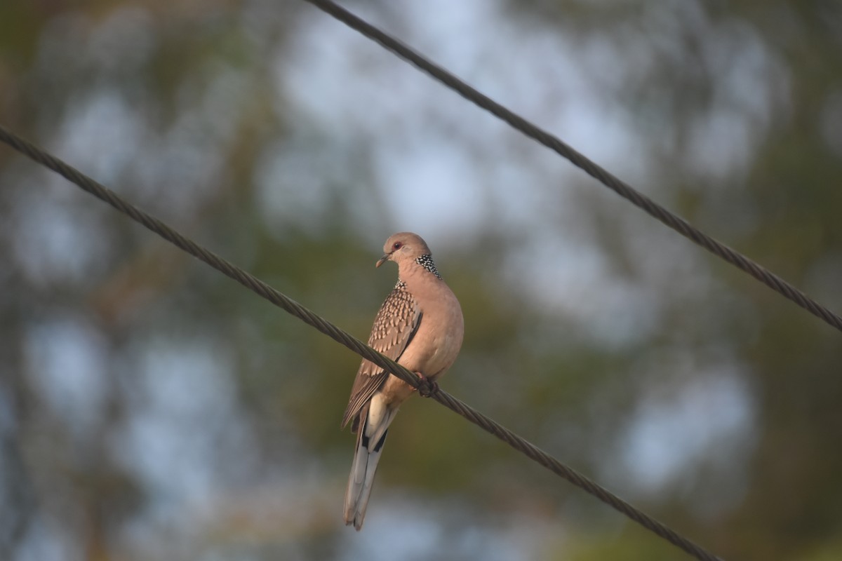 Spotted Dove - ML611818721
