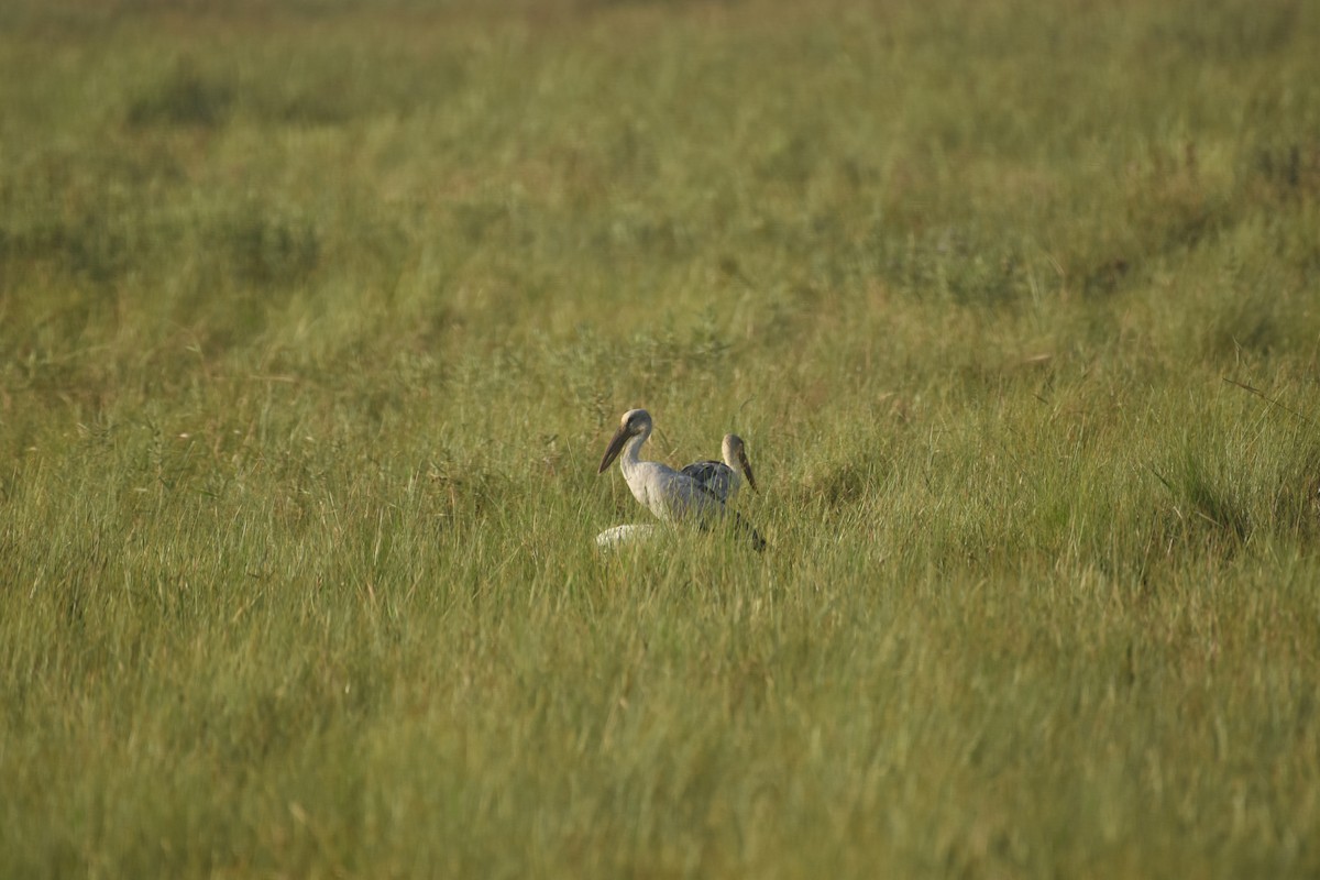 Asian Openbill - ML611818734