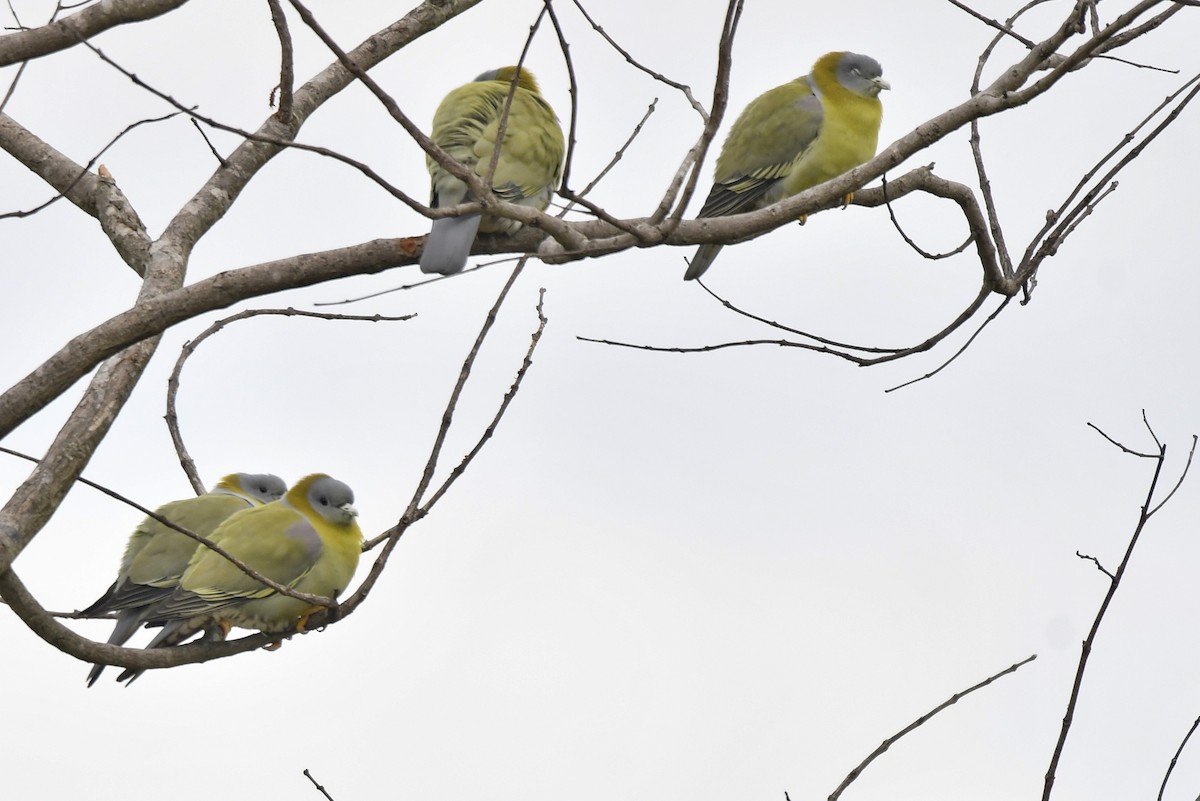 Yellow-footed Green-Pigeon - ML611818735