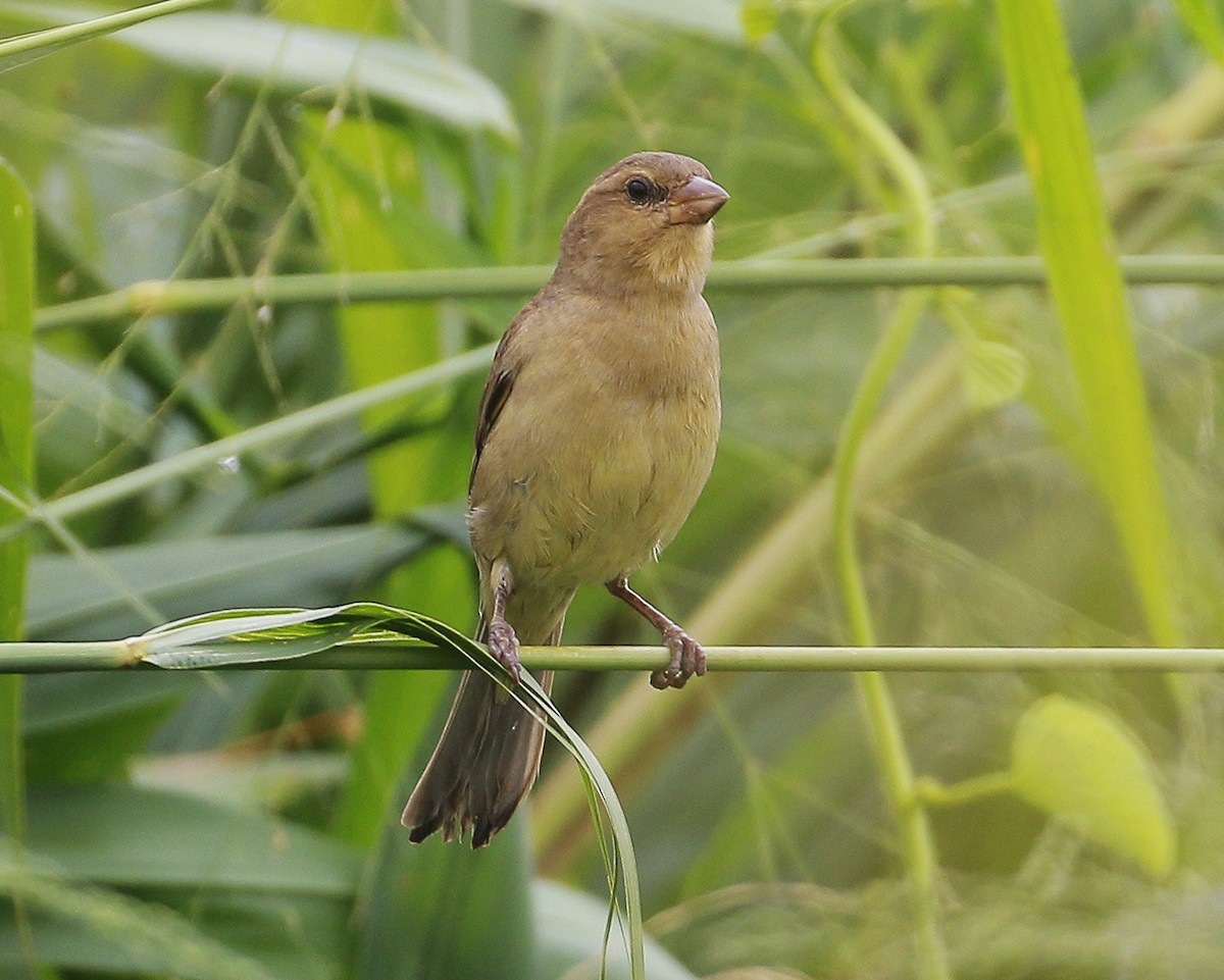 Plain-backed Sparrow - ML611818736