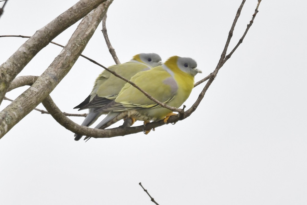 Yellow-footed Green-Pigeon - ML611818745