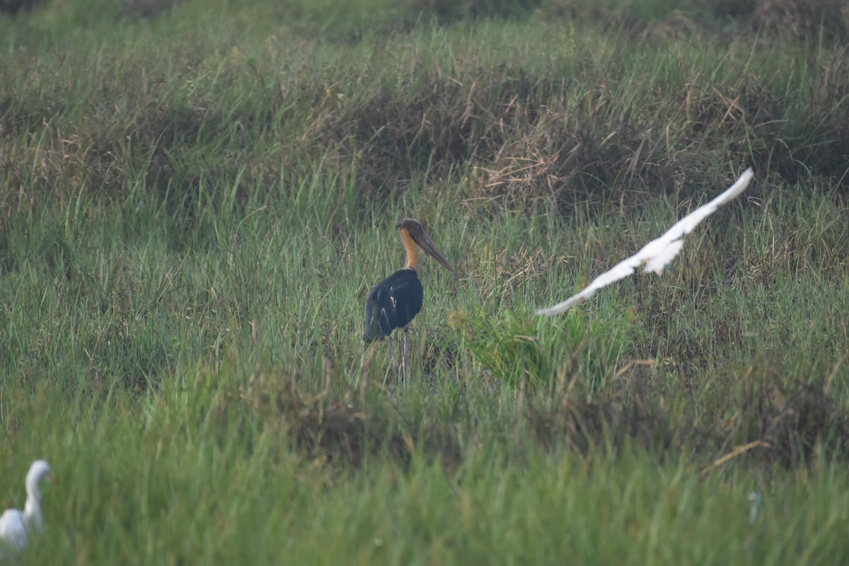 Storch, unbestimmt - ML611818748