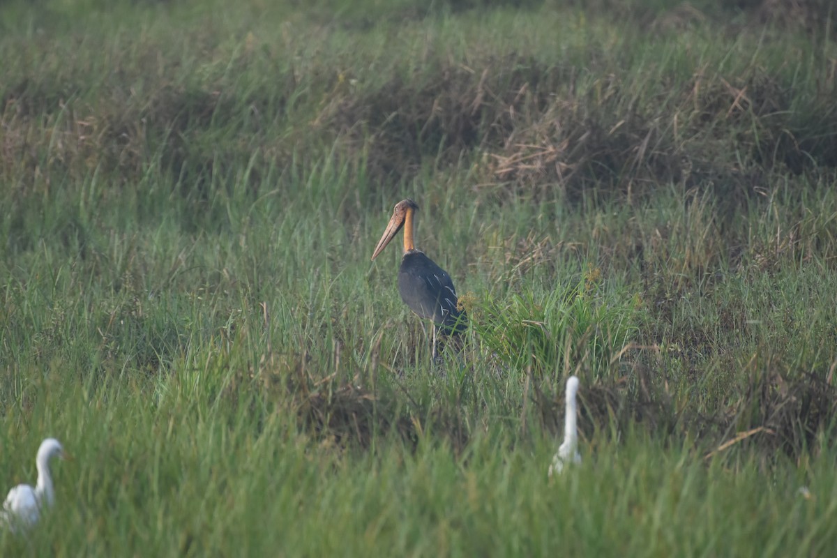 stork sp. - ML611818749