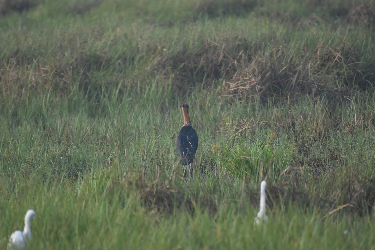 stork sp. - ML611818750