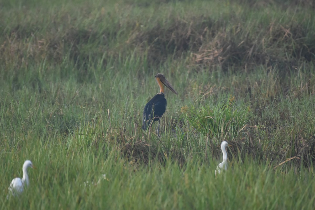 Storch, unbestimmt - ML611818751