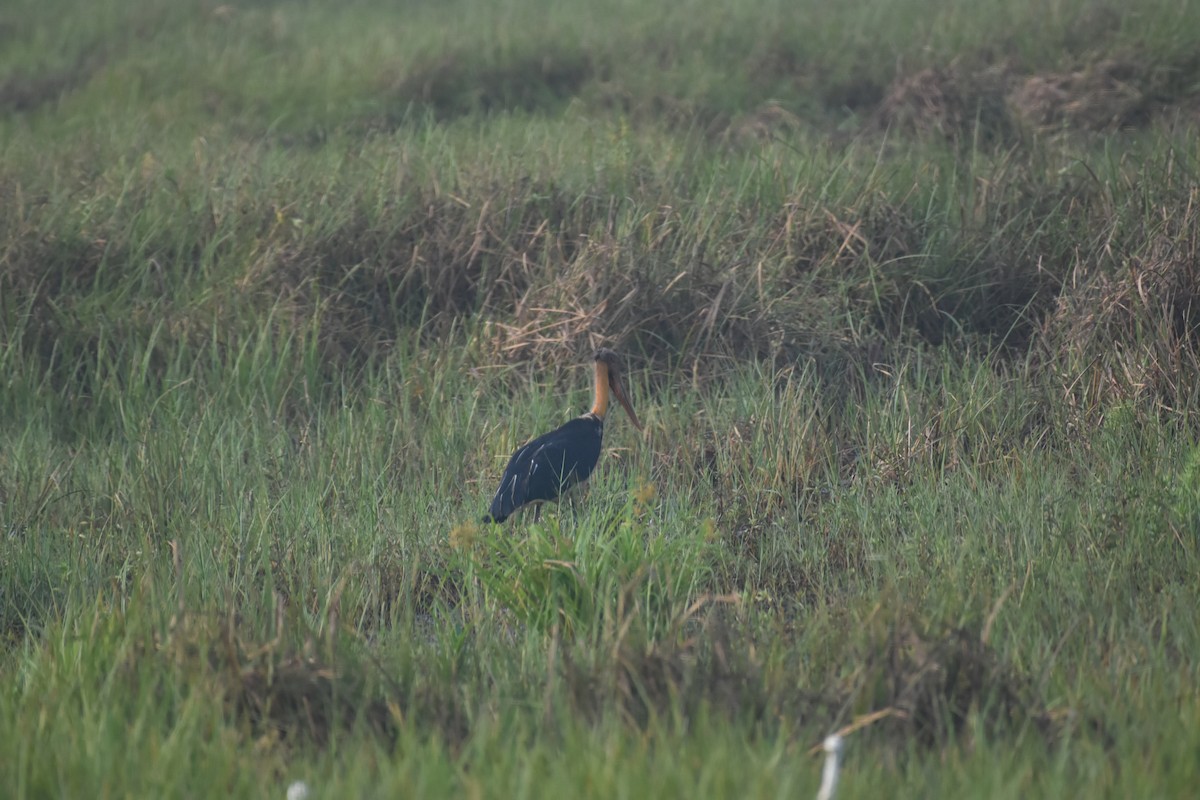 Storch, unbestimmt - ML611818754