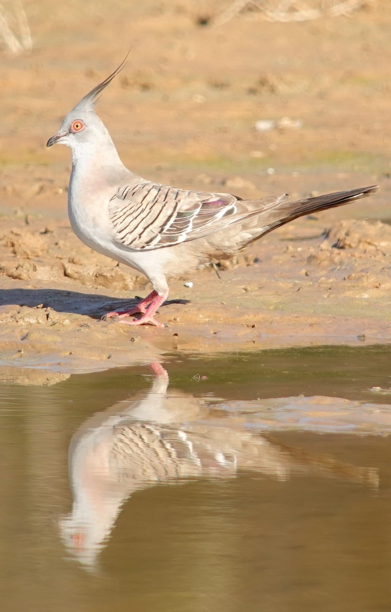 Crested Pigeon - Chris Hassell