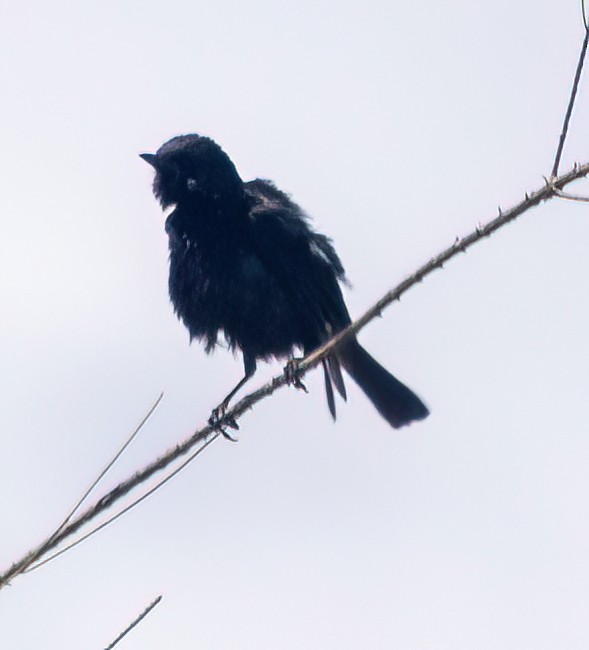 Pied Bushchat - ML611818853