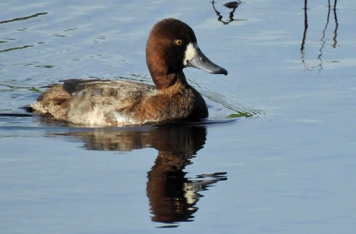 Lesser Scaup - ML611818893