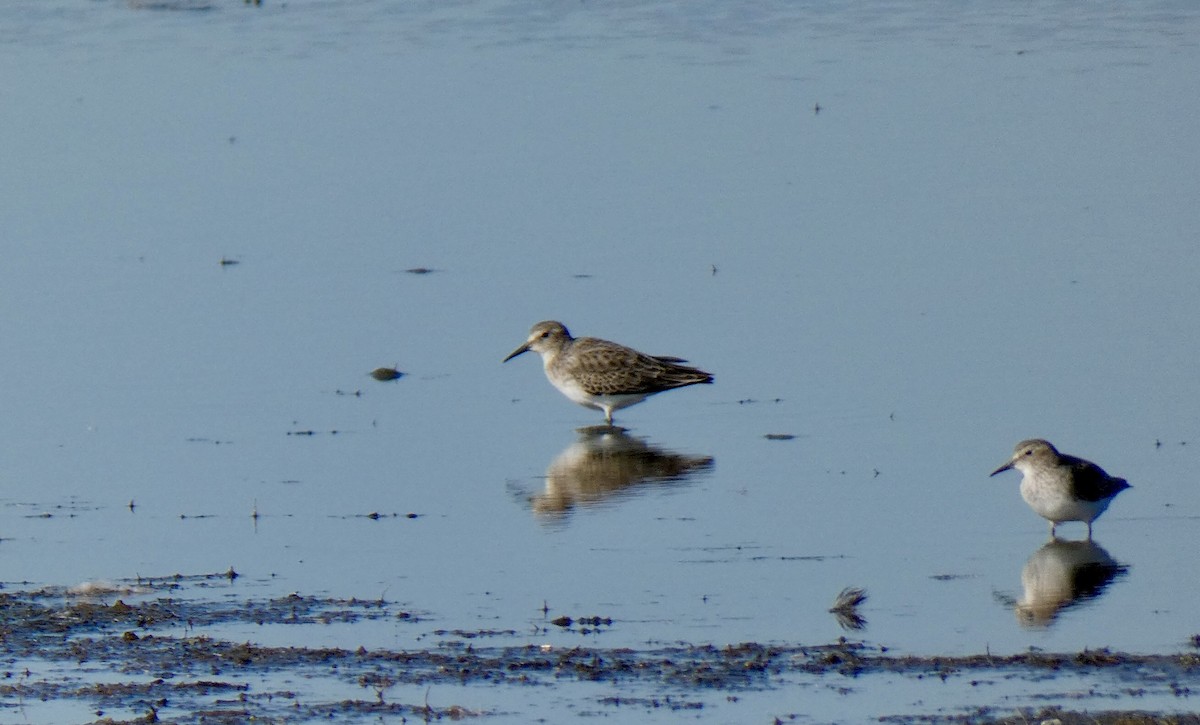 Dunlin - ML611818911