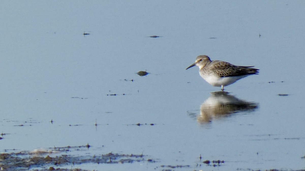 Dunlin - ML611818912
