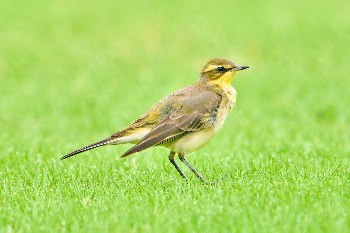 Eastern Yellow Wagtail - Yuh Woei Chong