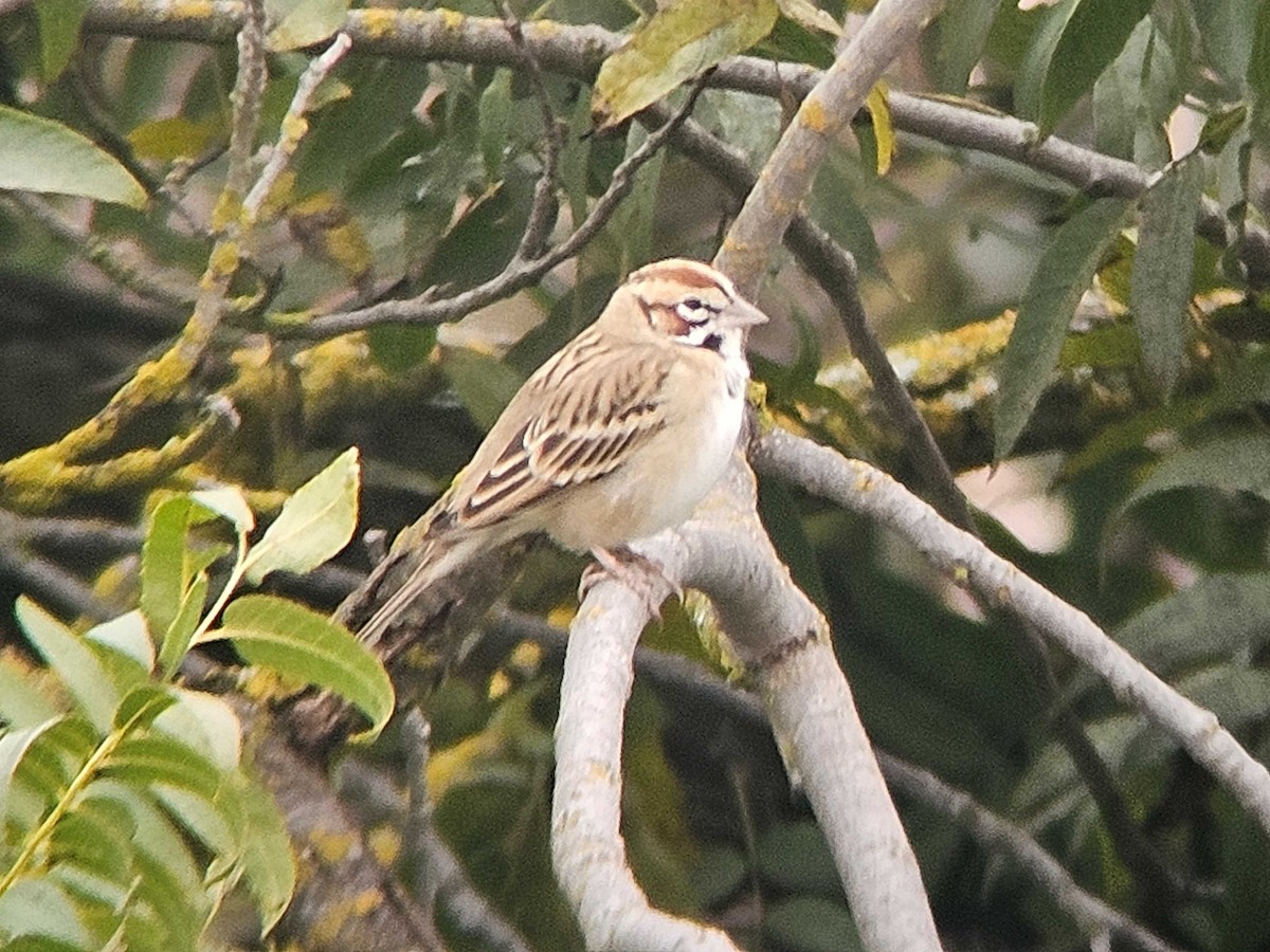 Lark Sparrow - Dan Williams