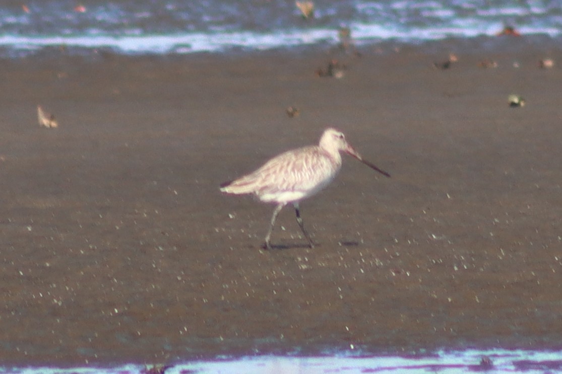 Bar-tailed Godwit - ML611818988