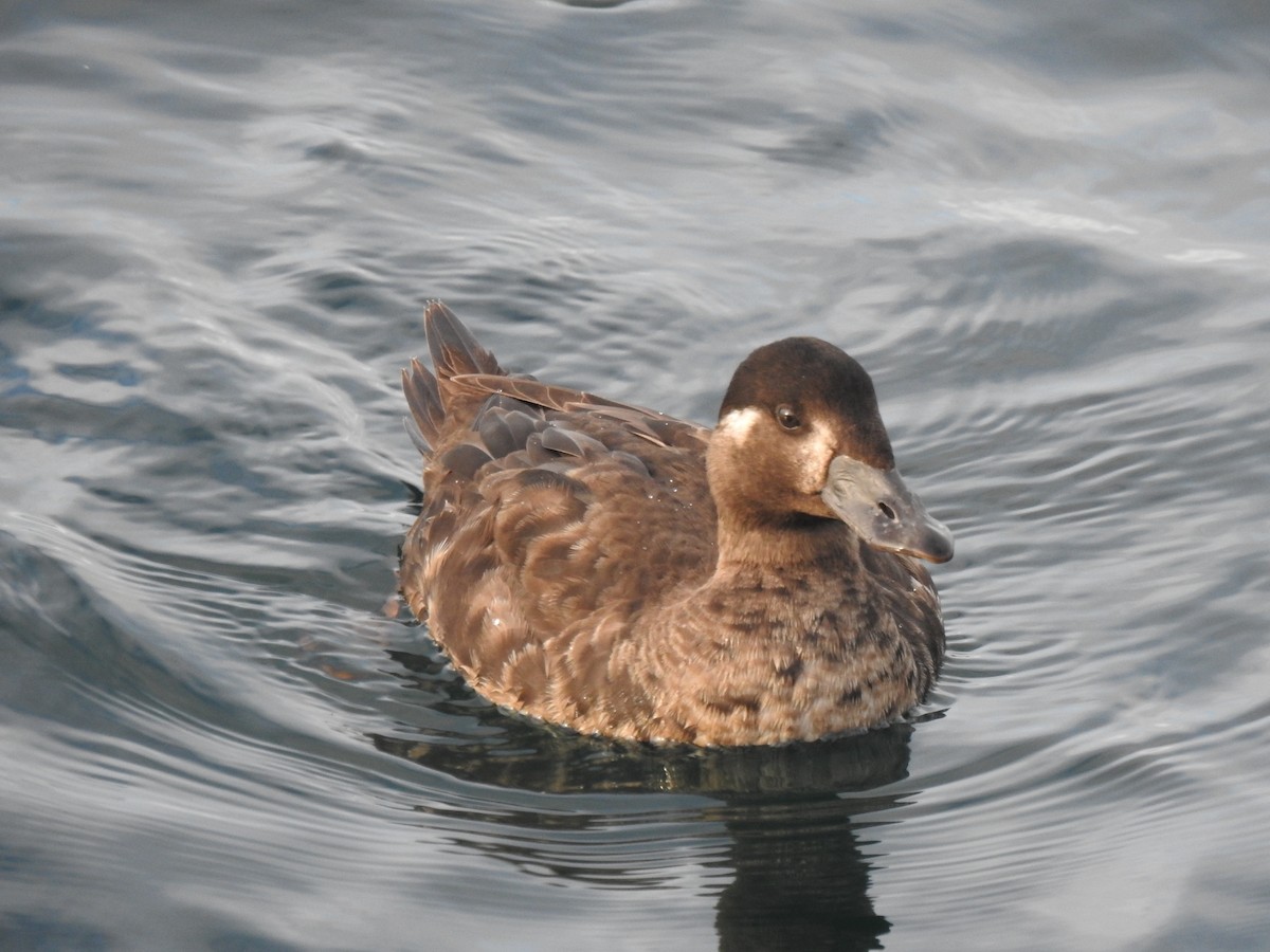 Surf Scoter - ML611819073