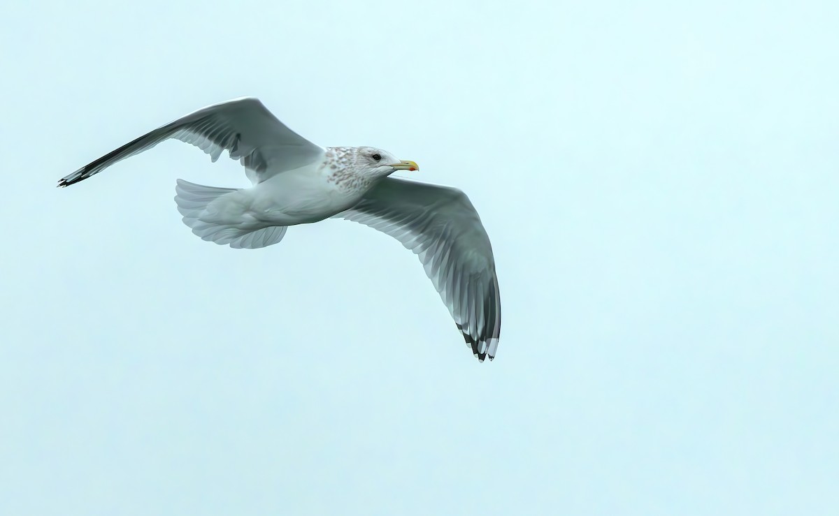 Iceland Gull (Thayer's) - ML611819147