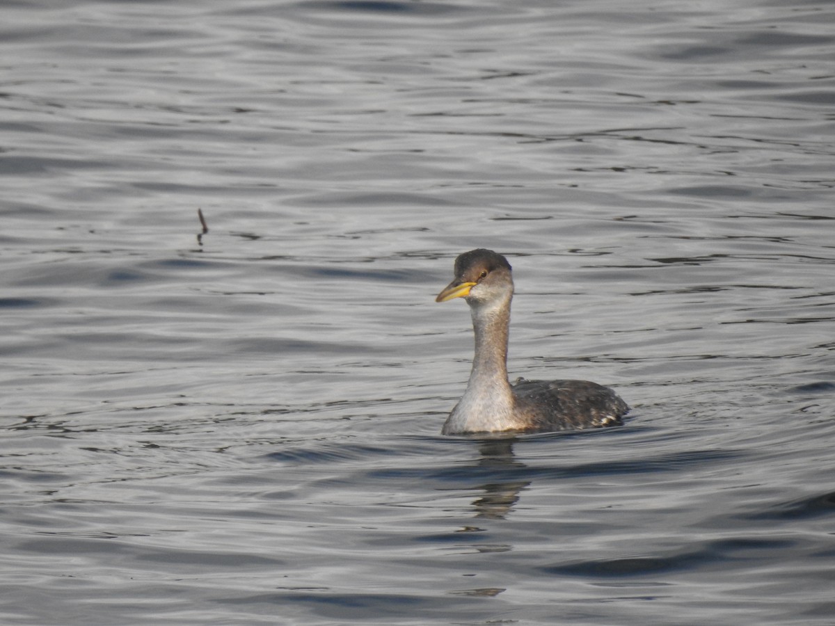 Red-necked Grebe - ML611819153