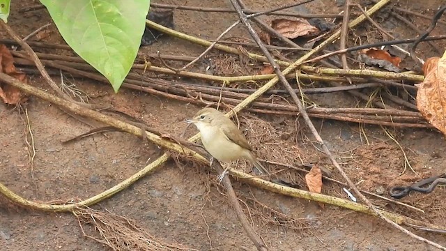 Booted Warbler - ML611819177