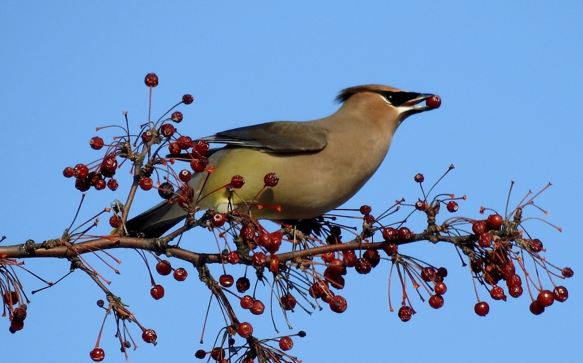 Cedar Waxwing - ML611819178