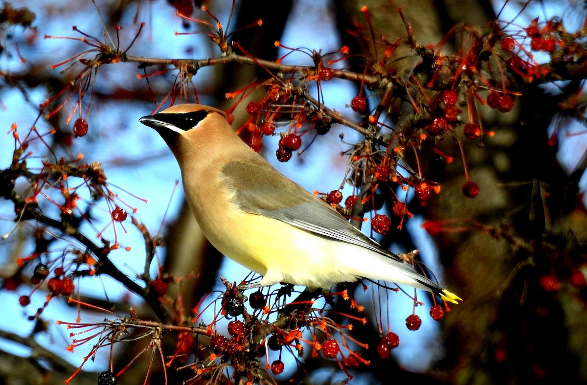 Cedar Waxwing - ML611819179