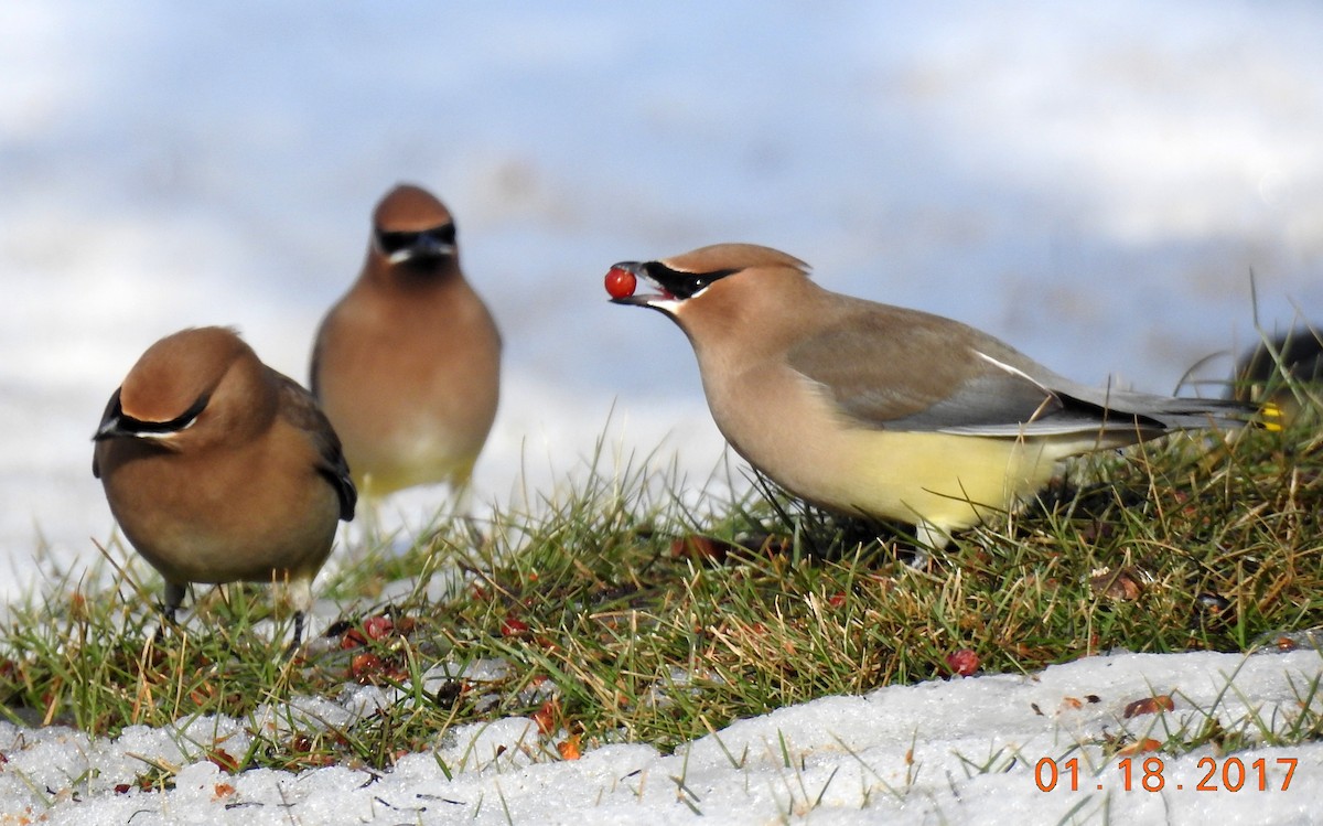 Cedar Waxwing - ML611819180