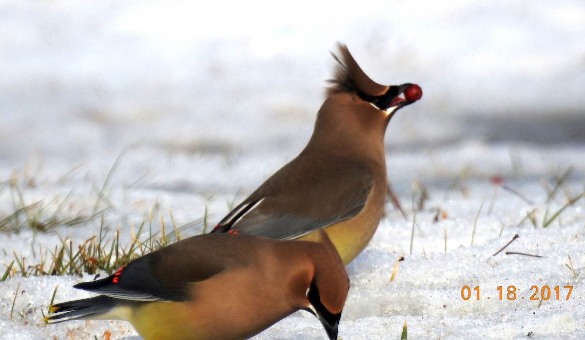 Cedar Waxwing - ML611819182