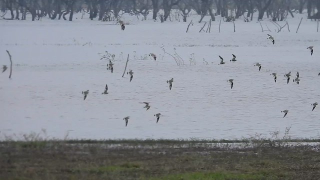 Small Pratincole - ML611819203