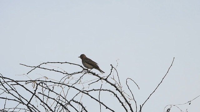 Tree Pipit - ML611819211