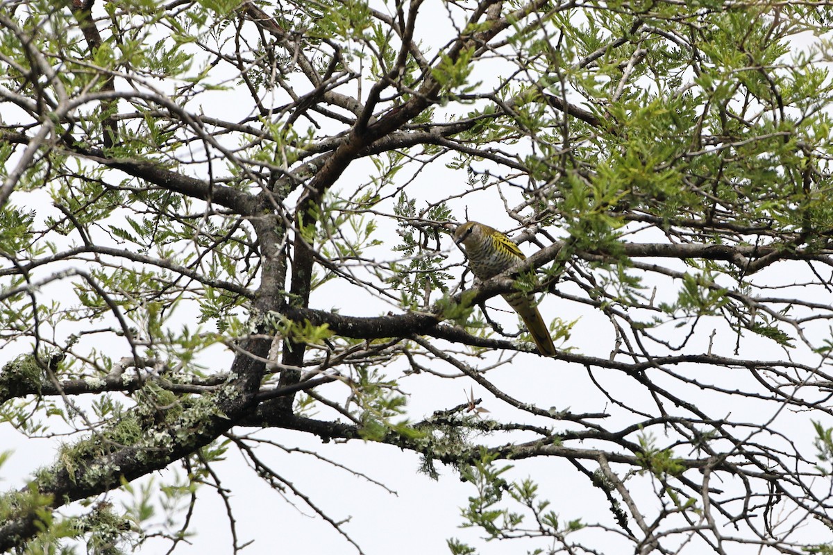 Black Cuckooshrike - ML611819261