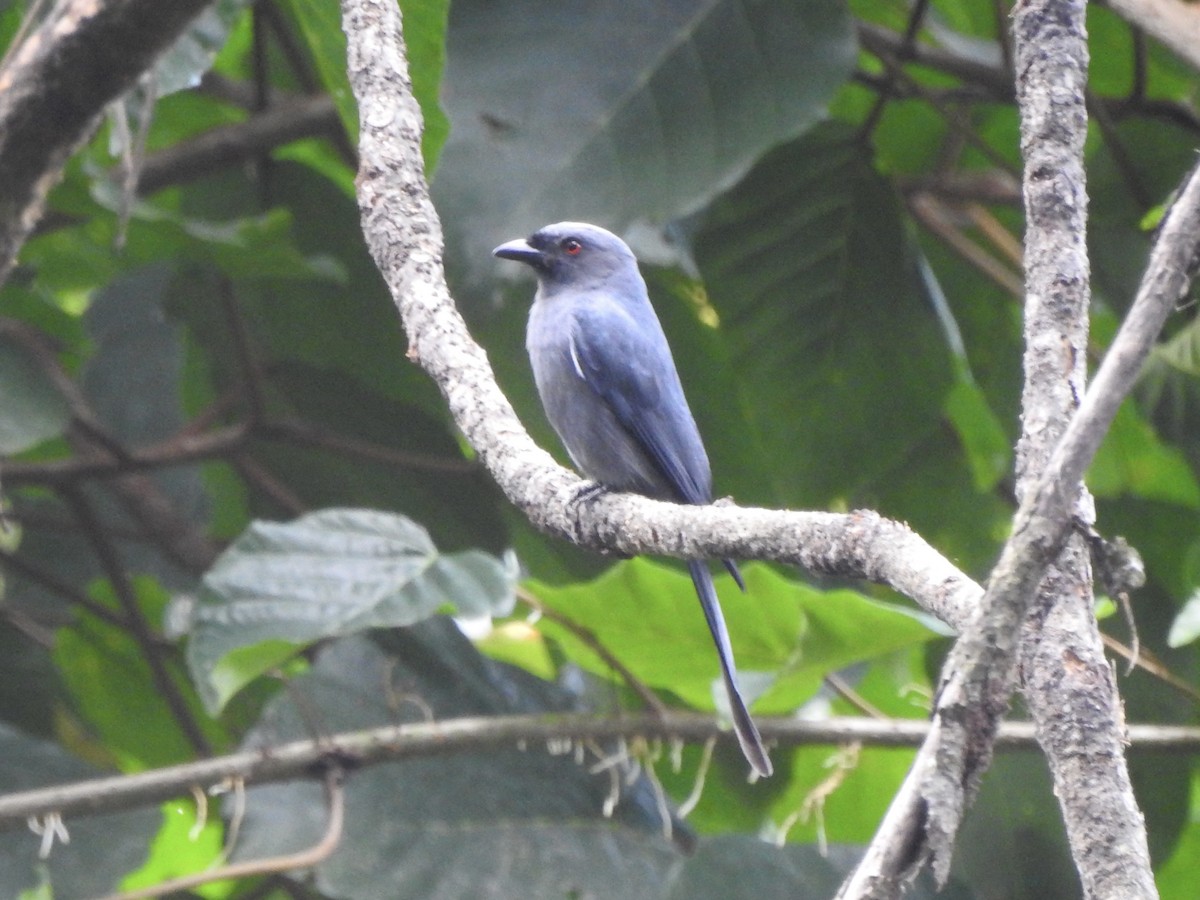 Ashy Drongo - ML611819274