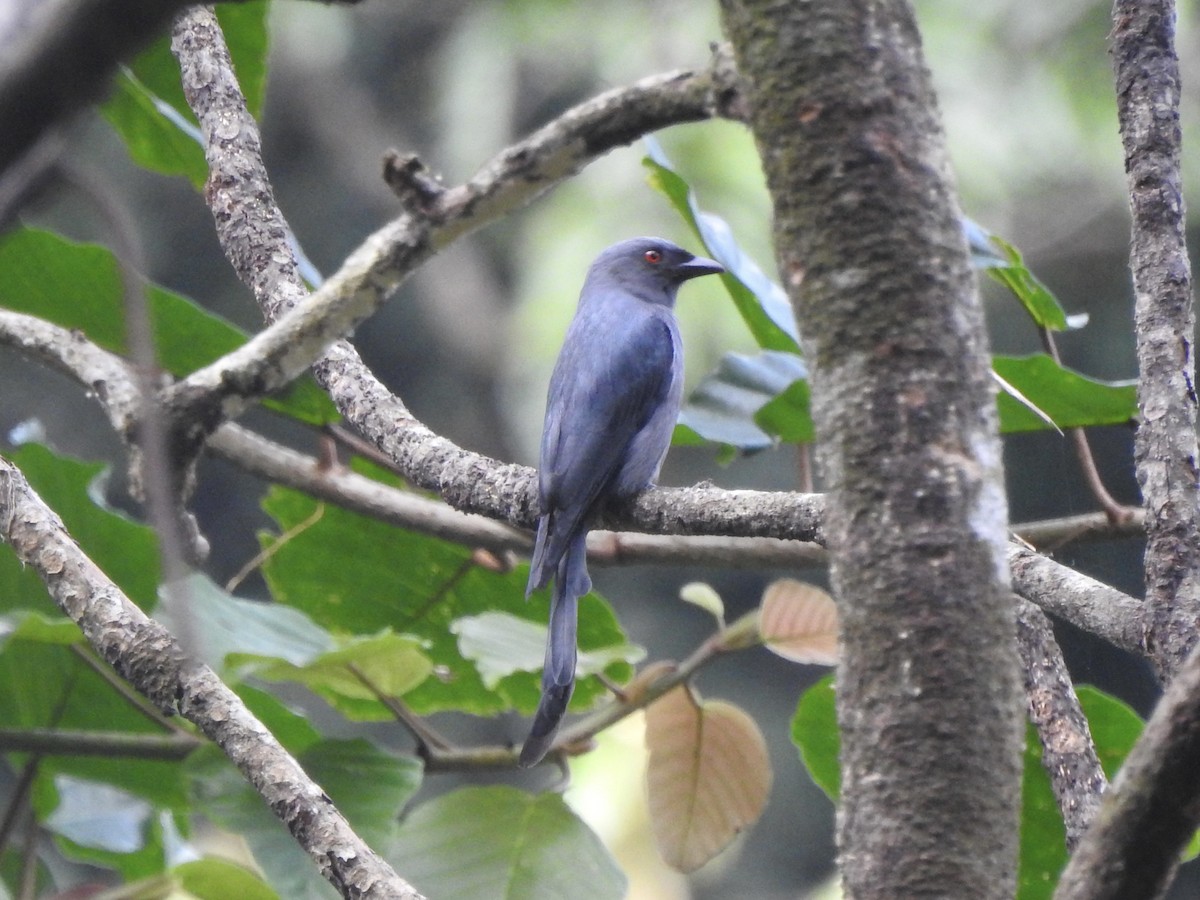 Ashy Drongo - ML611819275