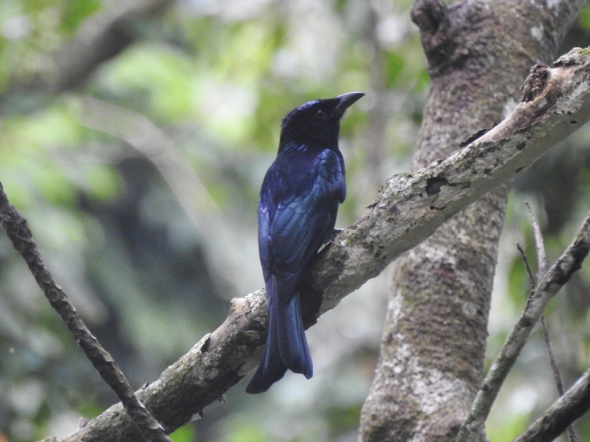 Palawan Drongo - ML611819278