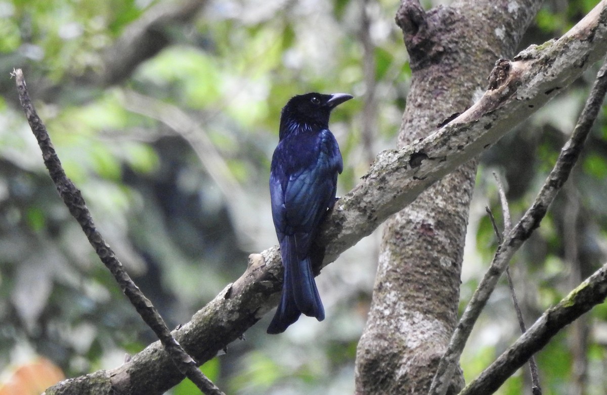 Palawan Drongo - ML611819279