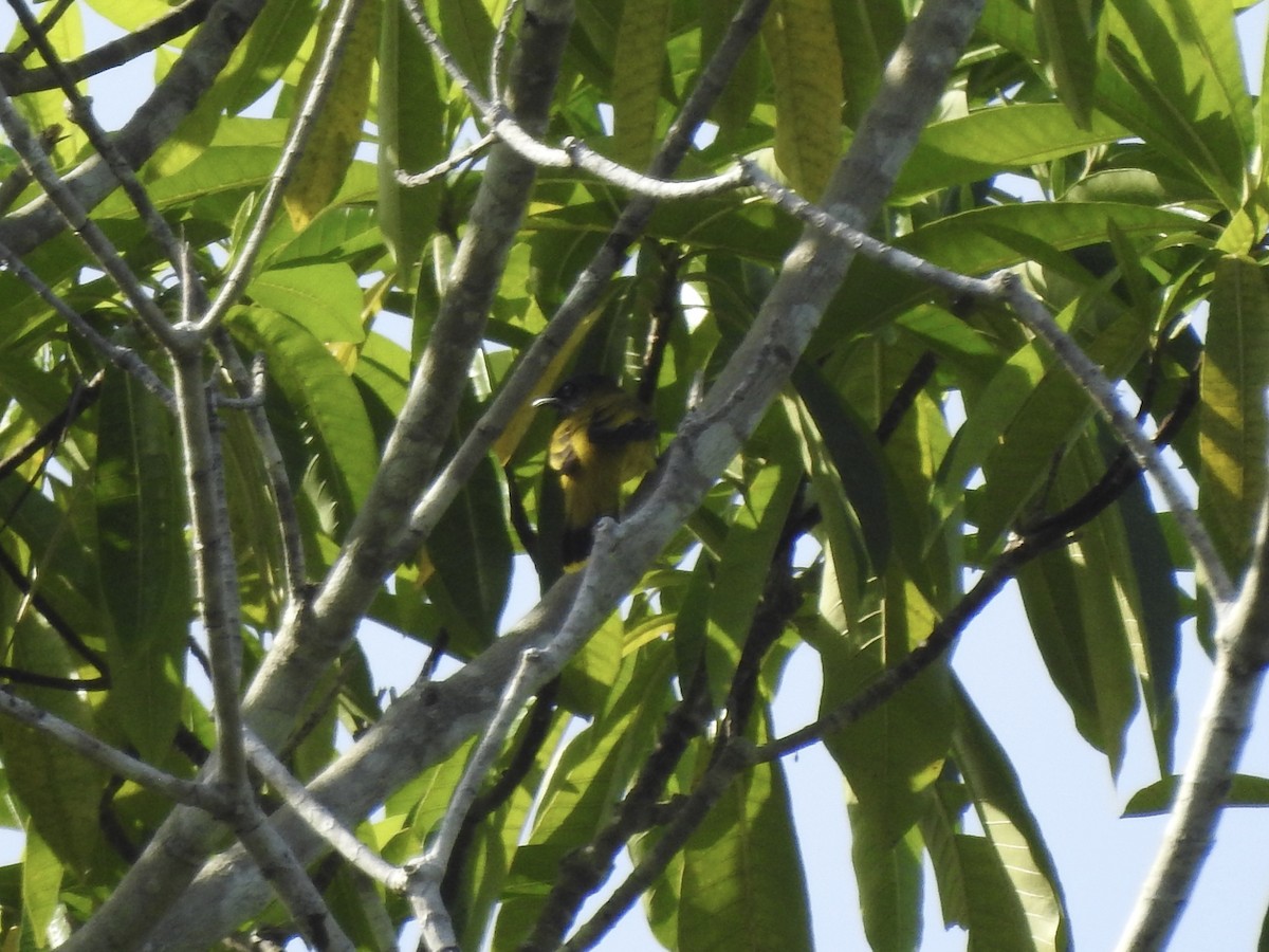 Black-headed Bulbul - ML611819282