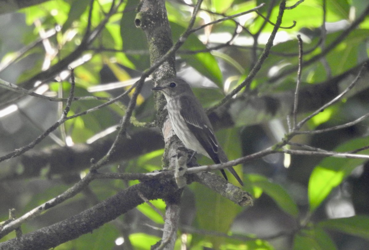 Gray-streaked Flycatcher - ML611819286