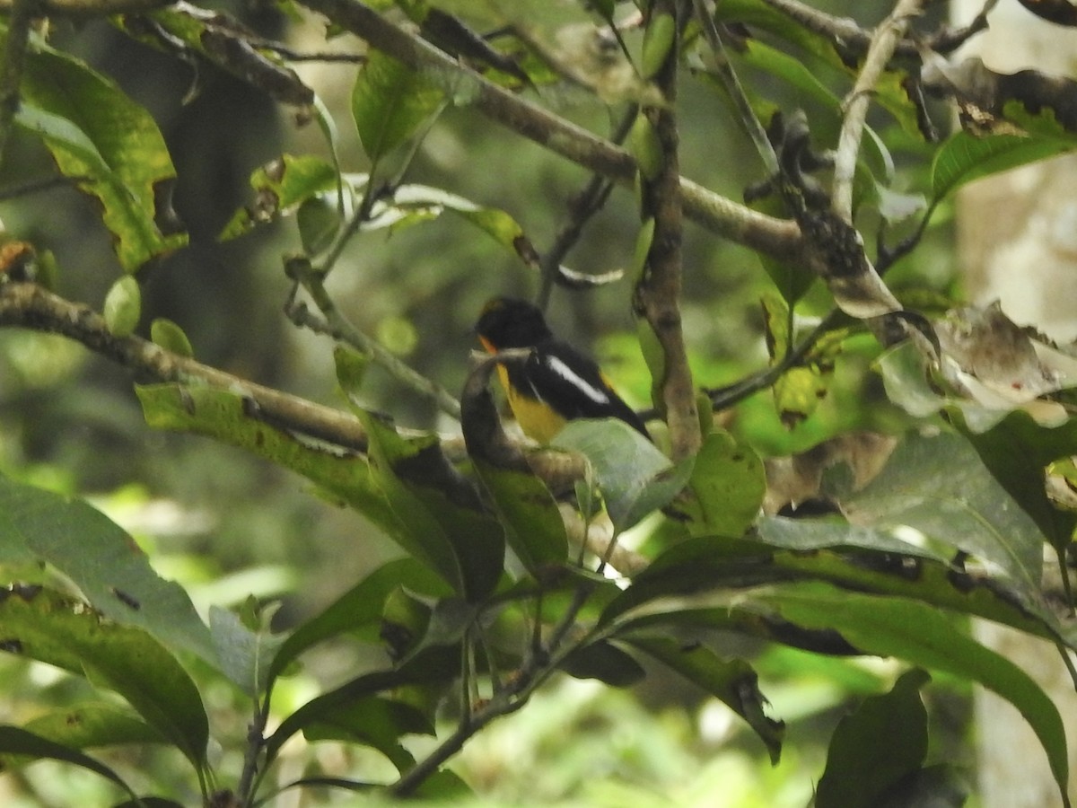 Narcissus Flycatcher - ML611819287