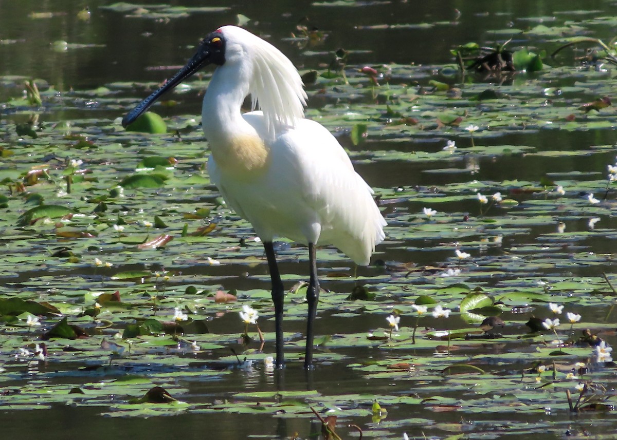 Royal Spoonbill - ML611819292