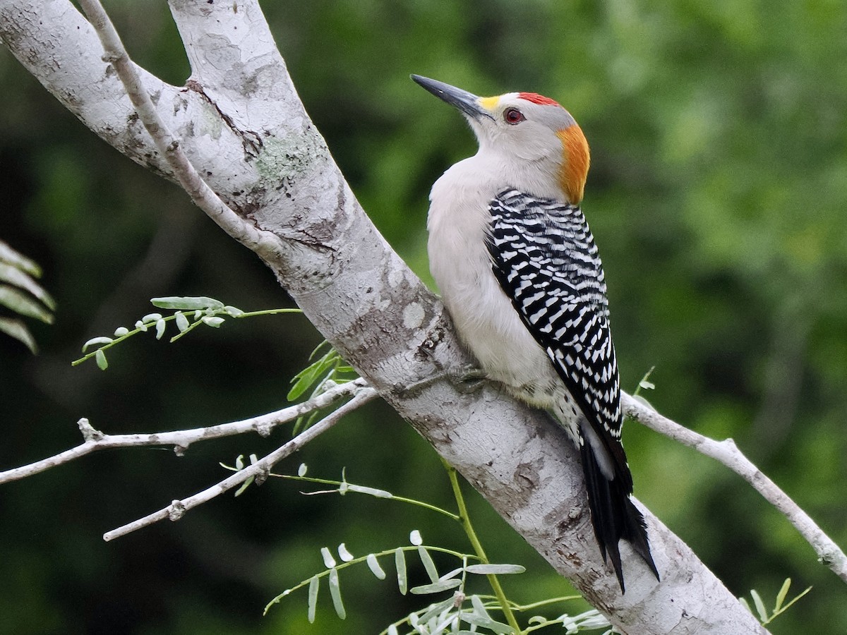 Golden-fronted Woodpecker (Northern) - Gabriel Willow